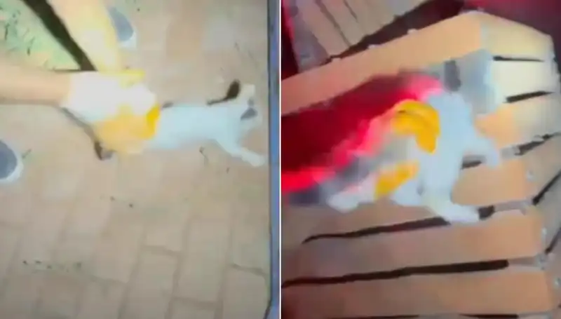 Gece Yarısı İtfaiyesi, Minik Kediyi Kurtararak Uğul Uğul Konuştu