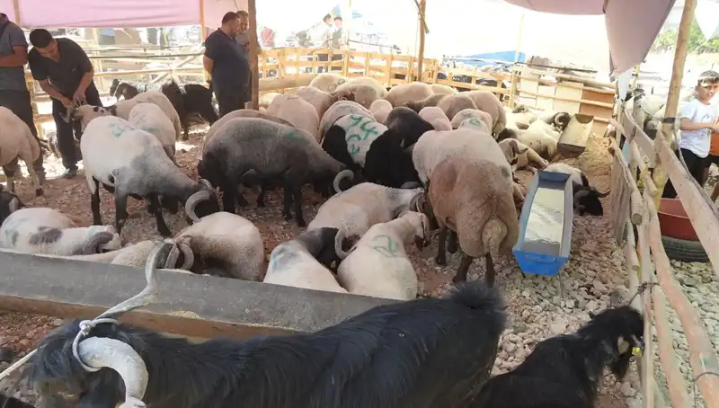 Kurban Bayramı'nda Hayvan Pazarları Yoğun İlgiyle Karşılandı