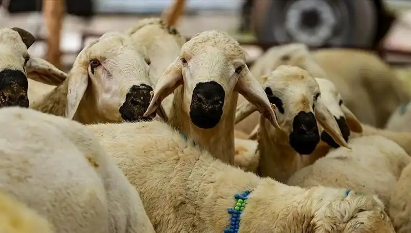2025 Kurban Bayramı: Kurban Kesmek Farz Mıdır? Merak Edilen 10 Soru