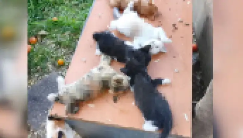 Bursa'da Yavru Kedi Katliamı: Sekiz Yavru Kedi Acımasızca Öldürüldü