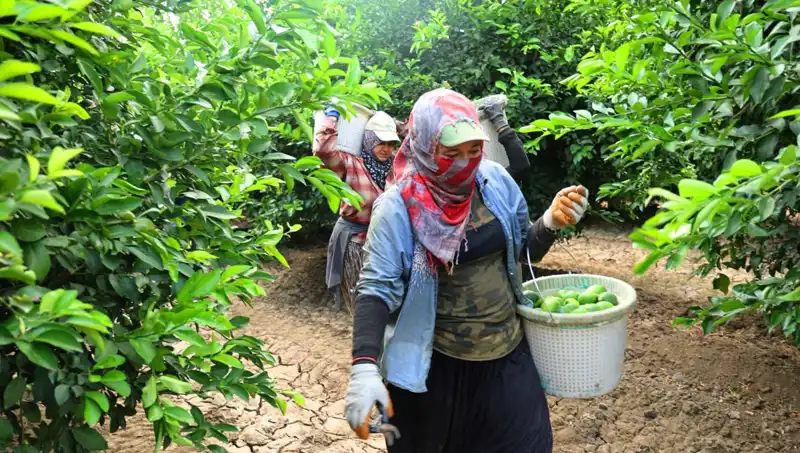 Markette Domates Fiyatları Düşüyor: Hasat Dönemi Başladı!