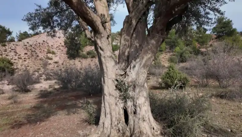 800 Yılı Aşkın Geçmişiyle Zeytin Ağaçları: Doğanın Koruyucuları