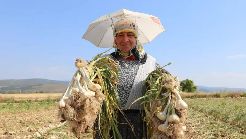 Kavurucu Sıcaklarda Çalışarak Günlük 1200 TL Kazananlar