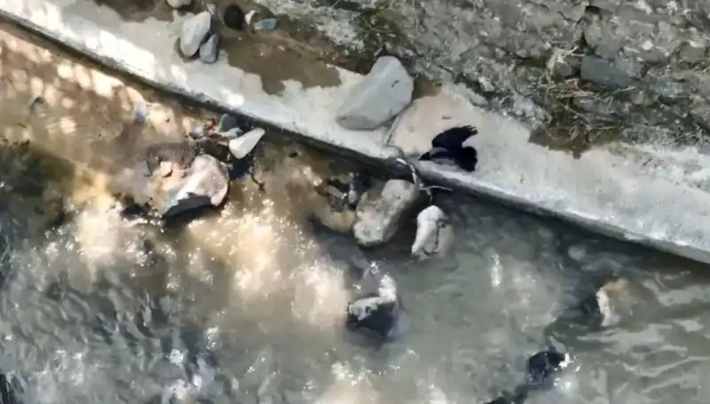 Karga ve Yılanın Eşsiz Mücadelesi: Doğanın Savaşları