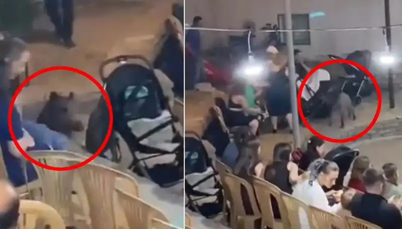 Düğün Ceren'in Yüzüne Düşen Hazırlıkları, Yaban Domuzu İle Karmakarışık Oldu!