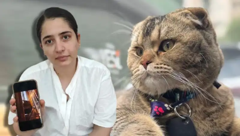Evlilikte Yalnızca İki Taraf Yönetmiyor: Kedi Krizi Eşleri Ayırıyor