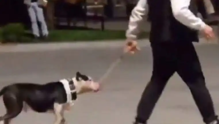 Ağızlıksız Pitbull, Diğer Köpeklere Saldırdı: Sahibine Ceza Kesildi