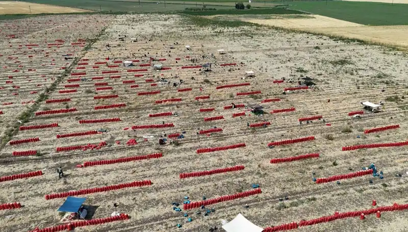Tarlada Domates Fiyatları 5 TL'ye Düşerken, Çiftçiler Sıcakla Mücadele Ediyor