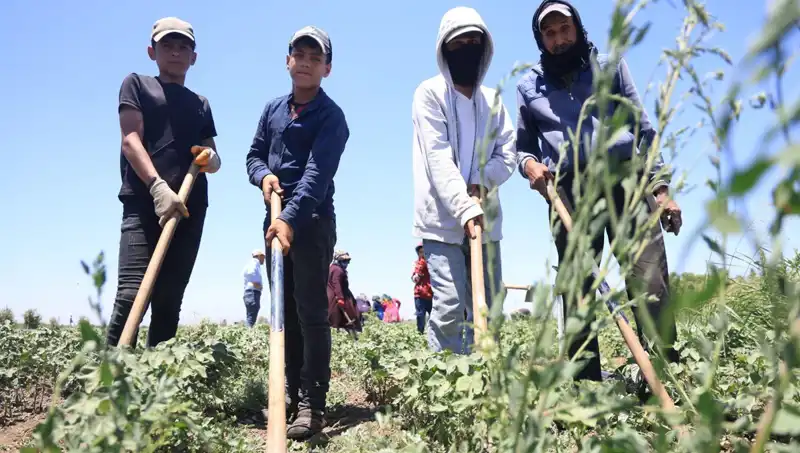 Yazın Zorlu Çilesi: 650 TL Yevmiyeye Sıcak Hava ve Uzun Çalışma Saatleri