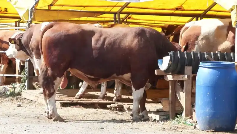 Kurban Pazarlarında Son Dakika: Hareketlilik Zirveye Ulaştı!