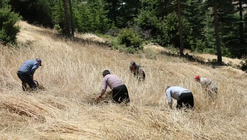Tarlaları Teknoloji Değil, Ellik ve Orakla Hasat Ediliyor: Geçmişe Dönüş Haftası