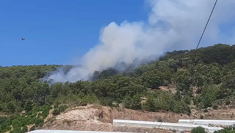 Kumluca’daki Orman Yangını: Doğa ve Hayvanlar Tehlikede!