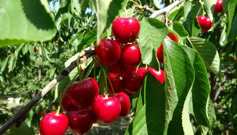 Çay Bahçeleri Büyüleyici Bir Hasatla Kahvaltılara Renk Katıyor