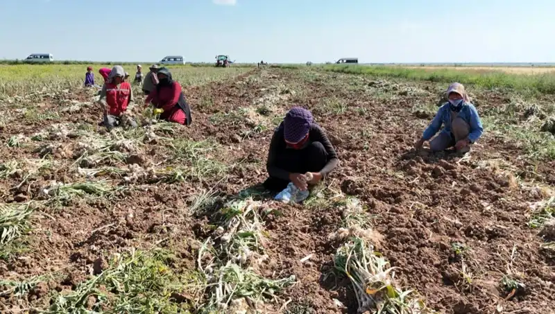 Rusya, Almanya ve İspanya'dan Gelen Mucize: Antibiyotiğin Hasadı Başladı!