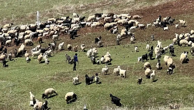 Çoban Krizi Derinleşiyor: 70 Bin Lira Maaş Yetmiyor mu?