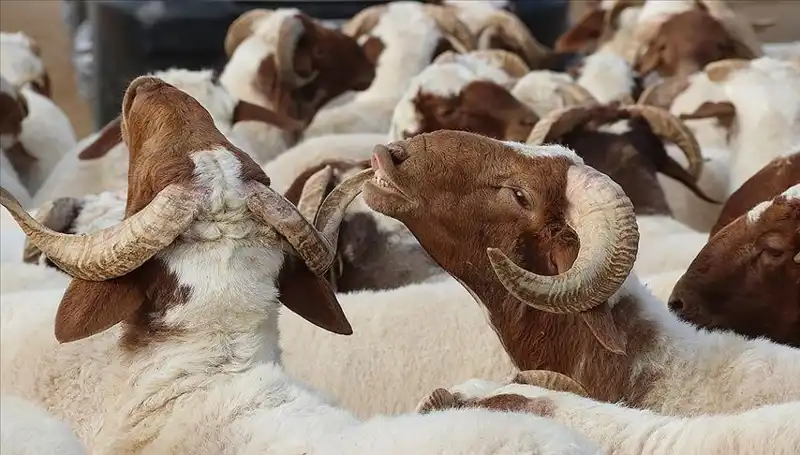 Akika Kurbanı Nedir? Yenilir mi ve Kesim Zamanı Hakkında Bilmeniz Gerekenler