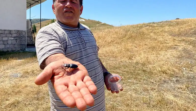 Sivas’ta Görülen Tehlikeli Böceğin Öldürülmesi Cezası 557 Bin TL!