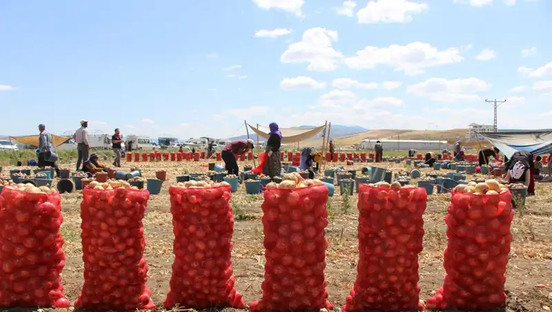 Amasya Elması, Avrupa ve Rusya Pazarında "Tatlı" Bir Başarı Hikayesi