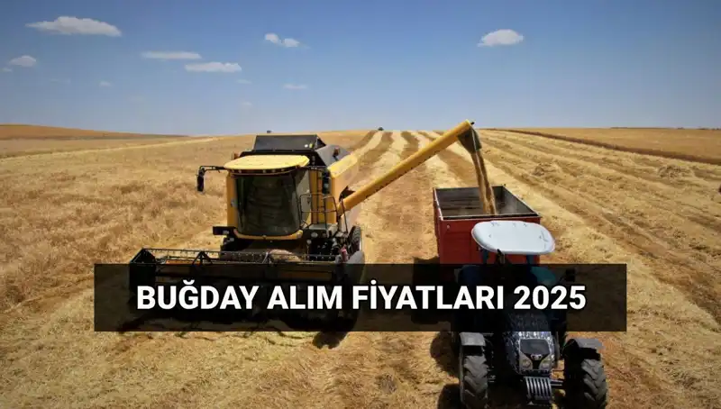 2025 Buğday Alım Fiyatları Açıklandı: Hububat Ücretleri Ne Zaman Yatacak?