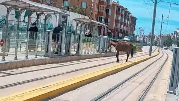 Eskişehir Tramvay Raylarında Baş Başıboş At Görenleri Şaşırttı!