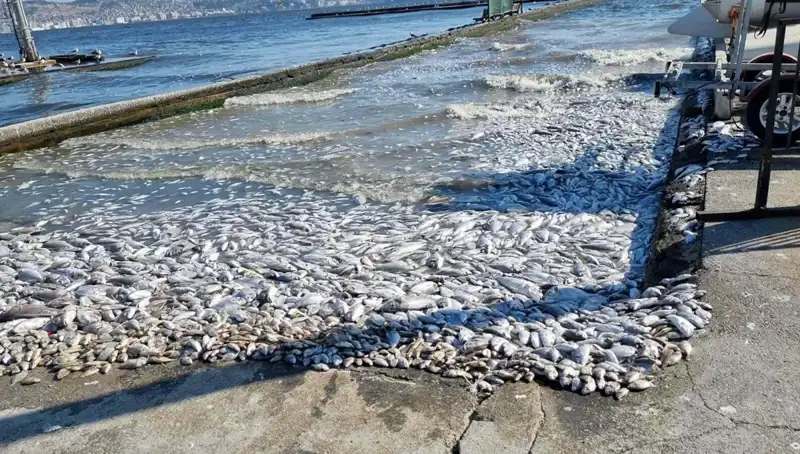 İzmir Körfezi'nde Yeni Projelerle Yaşam Kalitesi Artıyor!
