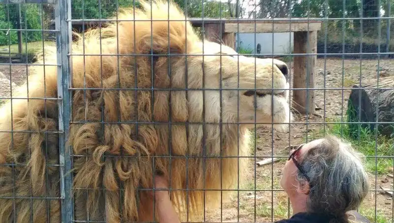 Avustralya’da Kafes İçinde Aslan Saldırdı: Bir Kadının Kolu Koptu!