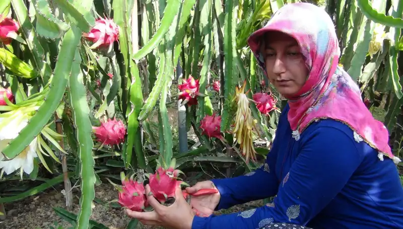 Emekli Olduktan Sonra Pitaya Üretimine Adım Attı, Kilosu 200 TL!