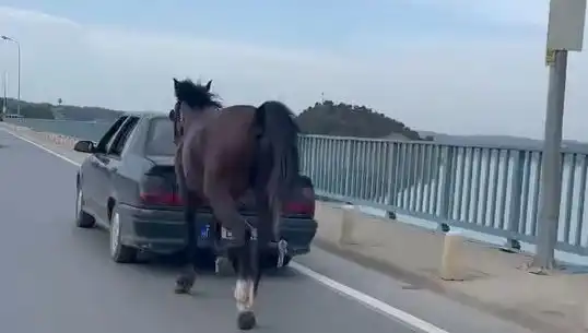 Adana'da At Zorbalığı: Eziyet Edenler Tutuklandı