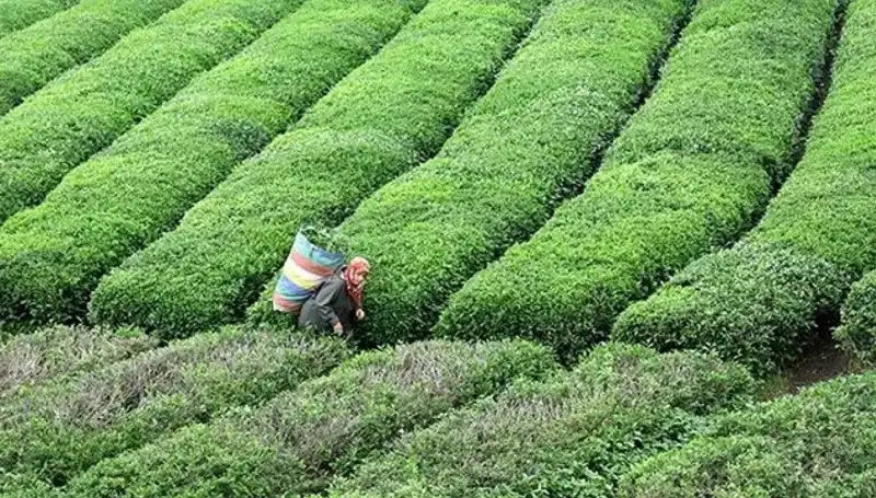 ÇAYKUR, Bayramda Yaş Çay Alımına Devam Edecek: Çiftçilerin Yüzü Gülecek
