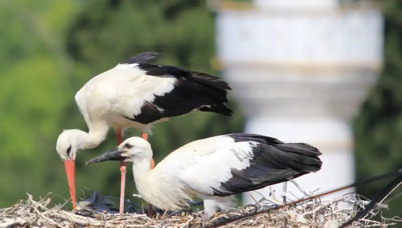 Yaren Leyleği Kıskandıracak: Leylek Köyü'nde 8 Kat Fazla Yuva Var!