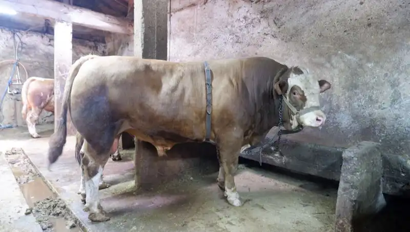 Türkiye'de 1 Ton 200 Kilo Değerli Yük Satışa Çıktı!
