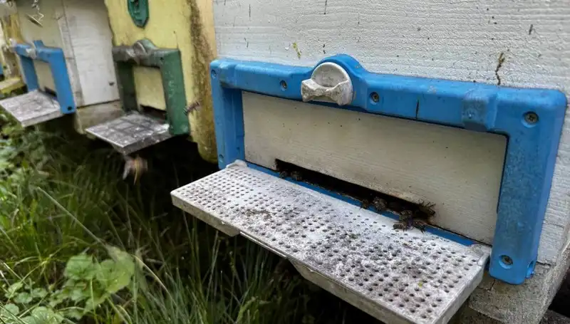 Dedesinin Nasihatiyle Tarıma Adım Attı, 1 Ton Üretimi Hedefliyor