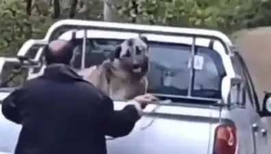 Trabzon'daki Köpek Dövme Olayı: Canilik Sınır Tanımadı