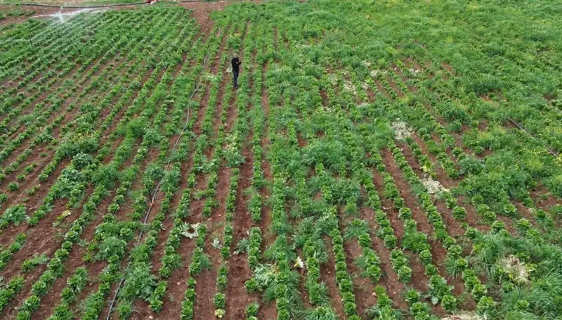 Marul Hasadı Kuraklığın Pençesinde: Üreticiler Zorluklarla Mücadele Ediyor