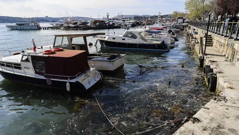 İstanbul'da Müsilaj Tehdidi: Denizler Tehlikeye Girdi mi?