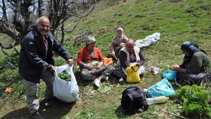 Toplamak İçin 5 Saat Yürüyen Köylüler: 250 Lira Değerindeki Doğal Hazine