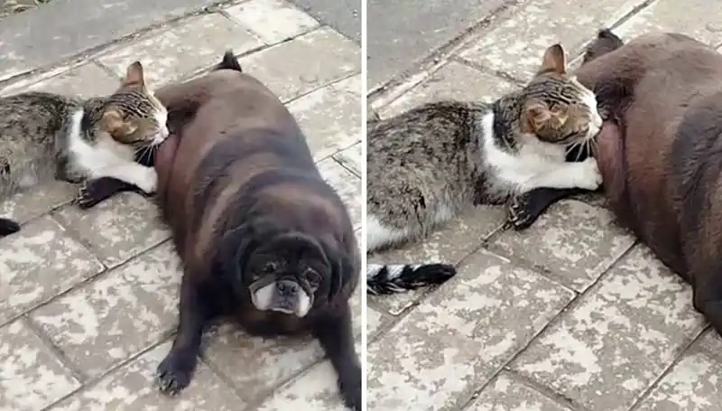 Erzurum Sokaklarında Görülen Şaşırtıcı An: Köpek, Kediyi Emziriyor!