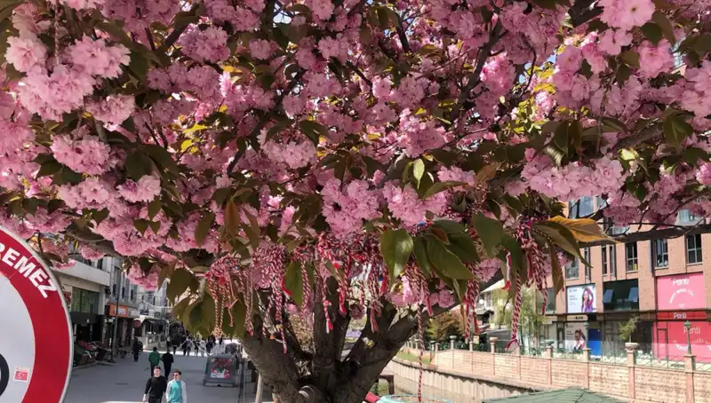 Süs Erik Ağacına Martenitsa Bağlandı: Geleneksel Geleneğin Yeniden Canlanışı
