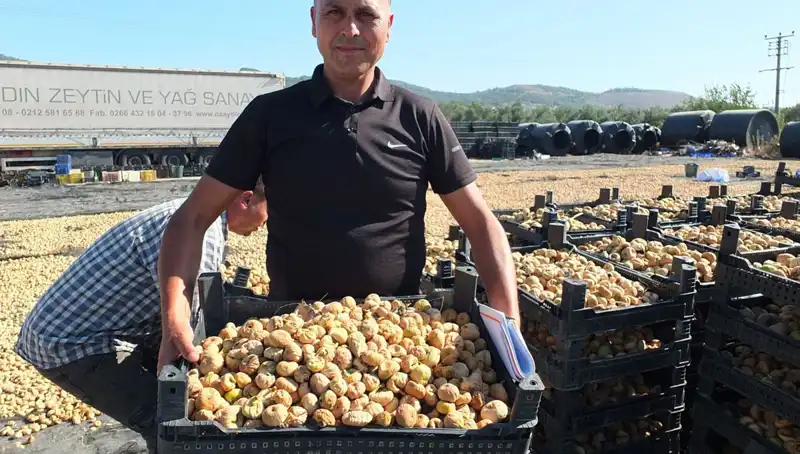 Balıkesir'de Balık Hasadı: Çin ve Rusya'ya İhracat Fırsatları